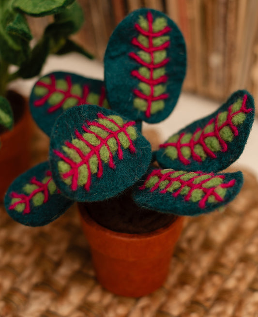 Potted Felt Prayer Plant