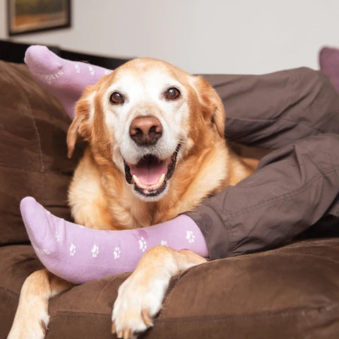 Dog Socks Medium Purple Paw Prints