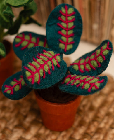 Potted Felt Prayer Plant