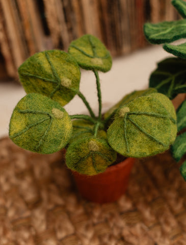 Potted Felt Money Plant