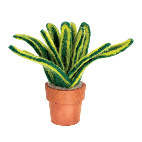 Small Snake Plant Cactus